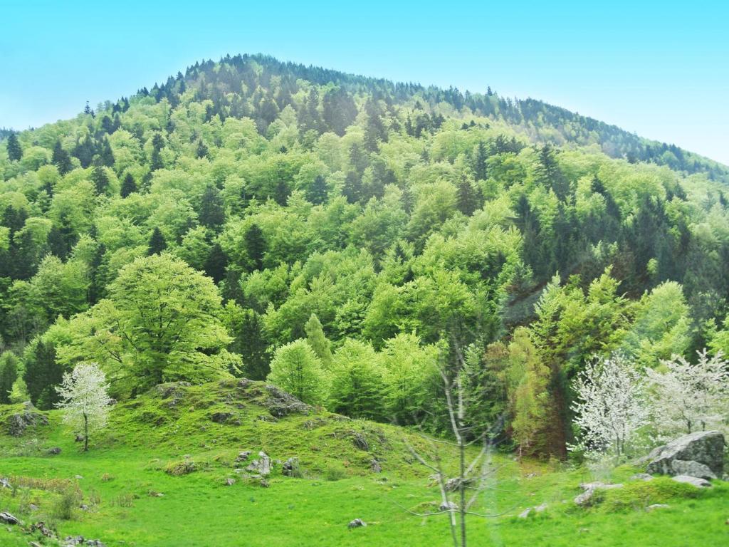 Hotel Grossbach Menzenschwand-Hinterdorf 외부 사진