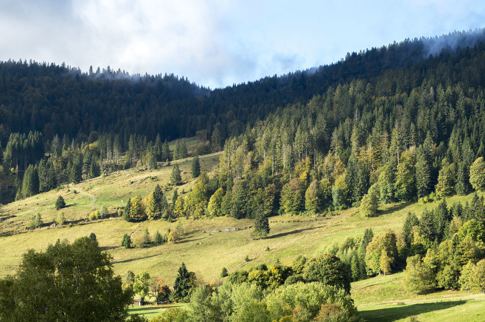 Hotel Grossbach Menzenschwand-Hinterdorf 외부 사진