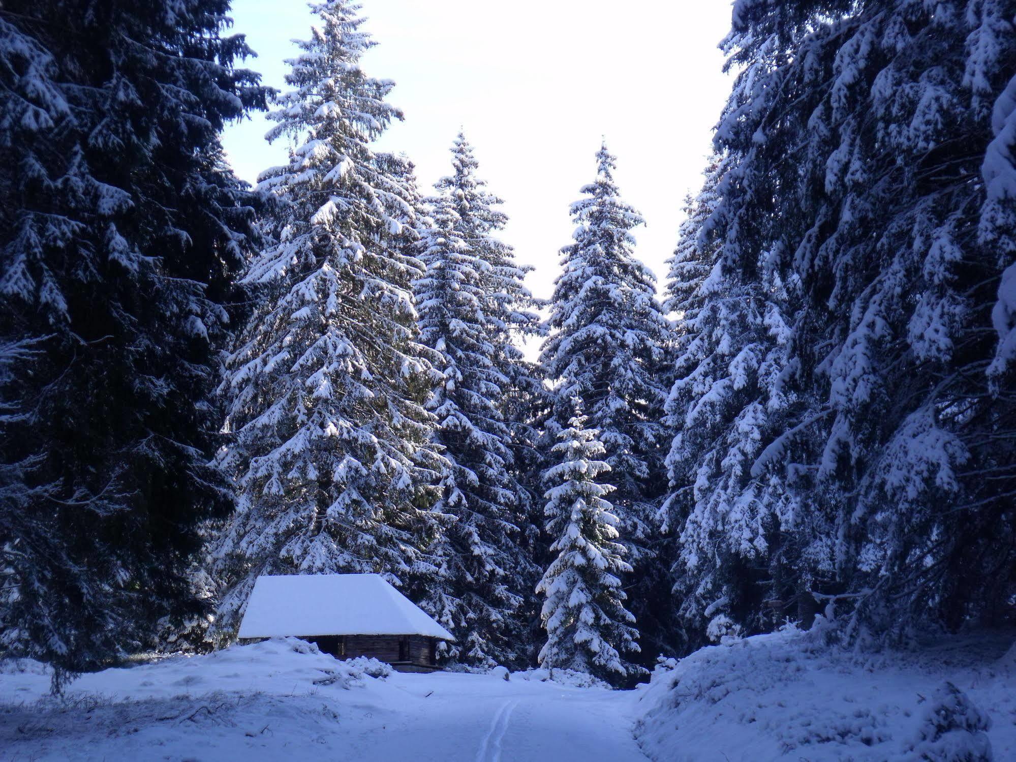 Hotel Grossbach Menzenschwand-Hinterdorf 외부 사진